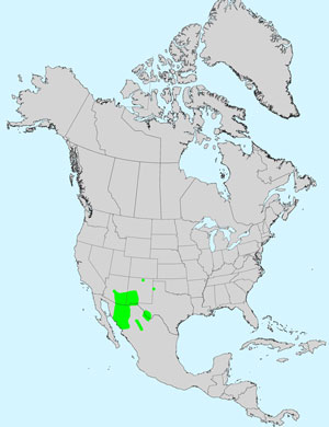 North America species range map for Five-bract Cinchweed, Pectis filipes: Click image for full size map.